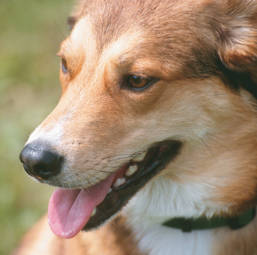 How Do I Report A Dog Attack Uk